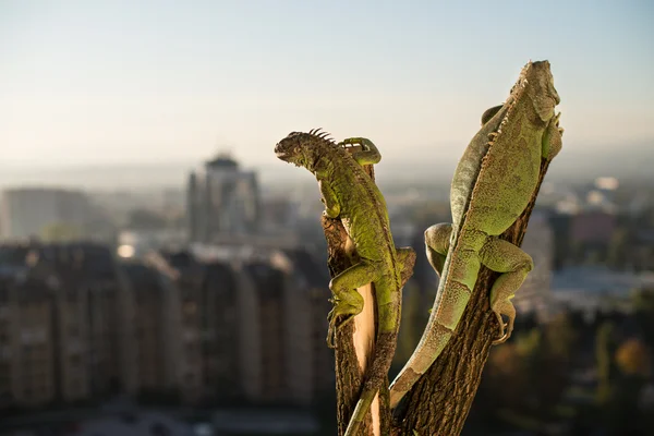 Iguana strisciare su un pezzo di legno e posa — Foto Stock