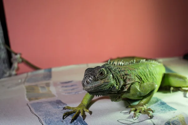 Iguana appoggiata sul letto — Foto Stock