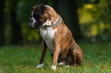 Titan erkek boxer köpek