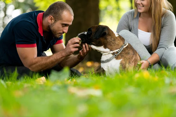 犬と若いカップル — ストック写真