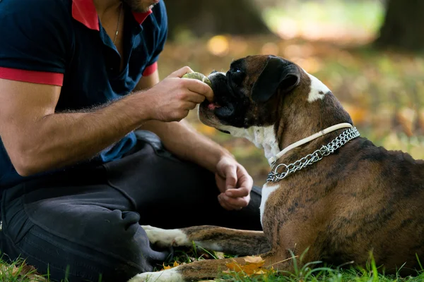 Homem brincando com cão — Fotografia de Stock