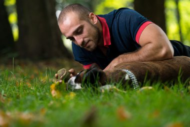 sevimli köpek yavruları