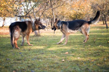 bir sopa iki köpekler