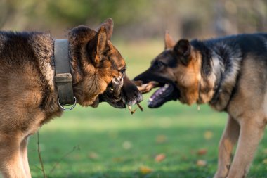 iki köpek mücadele sopa üzerinde