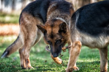 İki köpek bir sopayla oynuyor.