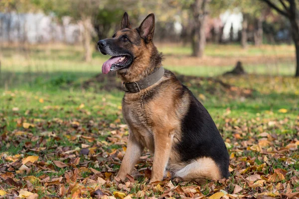 Cão pastor alemão — Fotografia de Stock