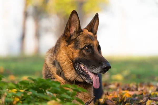 Portret van de Duitse herdershond — Stockfoto