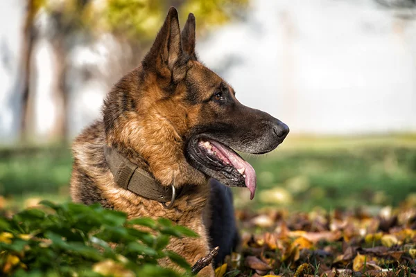 Pastor alemão cão da polícia da Alsácia — Fotografia de Stock
