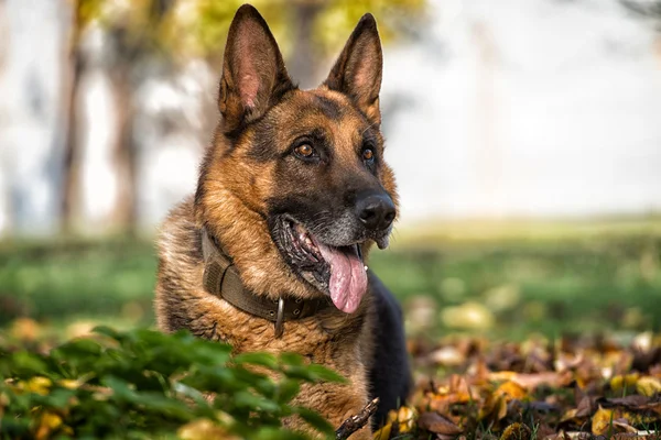 Portrait de berger allemand — Photo