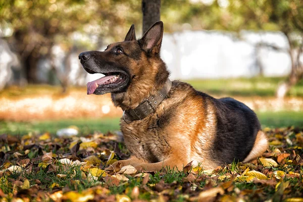 Tyska shephard hund om — Stockfoto