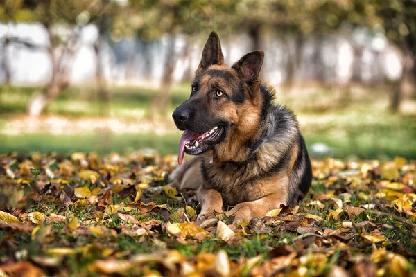 Niemiecki Owczarek Alzacki pies policyjny — Zdjęcie stockowe