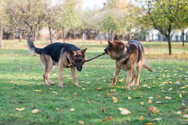 Due cani Un bastone — Foto Stock