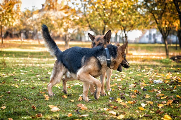 Dois cães brincando com um pau — Fotografia de Stock