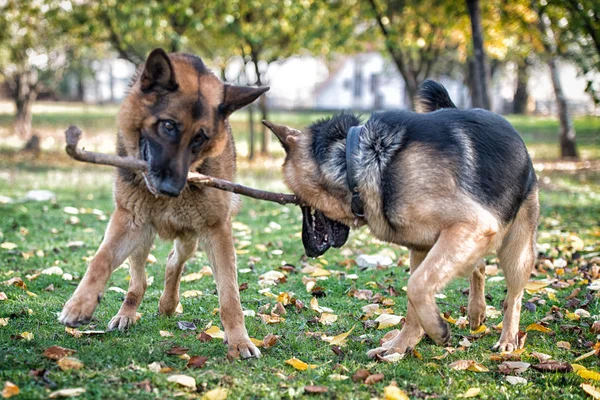 Dois cães brincando com um pau — Fotografia de Stock