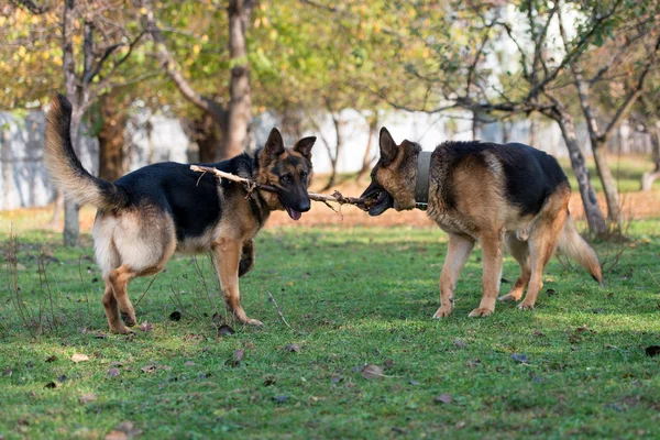 Две собаки дерутся за палку — стоковое фото