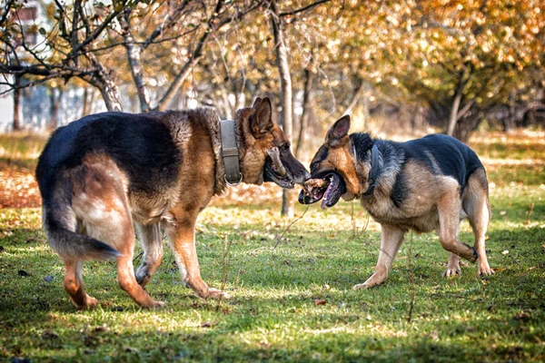 Two Dogs One Stick — Stock Photo, Image