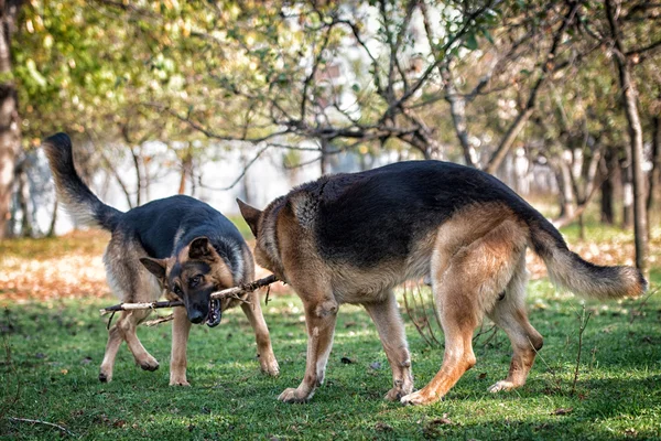 Dois cães lutando sobre vara — Fotografia de Stock