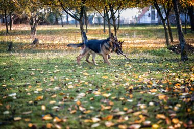 iki köpek mücadele sopa üzerinde