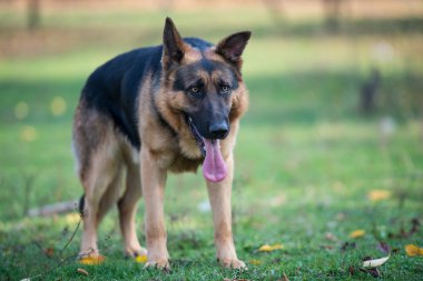 Alman çoban köpeği.