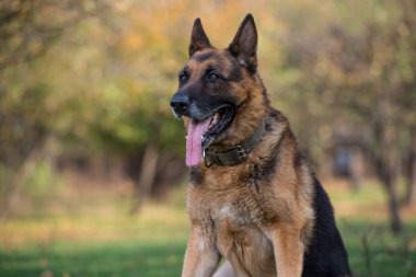 Alman çoban köpeği.