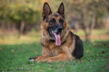 köpek Alman çoban kameraya bakıyor