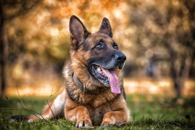 Alman çoban köpeği.