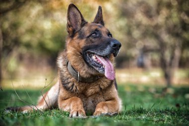 Alman çoban köpeği