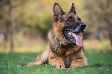 Alman çoban köpeğinin portresi