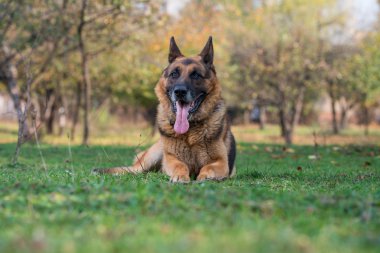 Alman çoban köpeğinin portresi