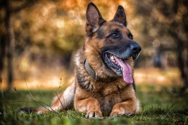 Alman Shepard köpek döşeme
