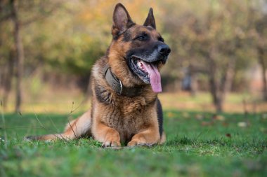 Alman çoban köpeği.