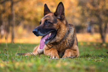 Alman çoban köpeğinin portresi