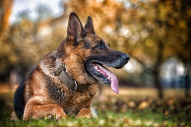 Alman çoban köpeğinin portresi