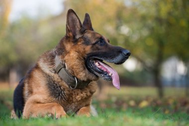 Alman çoban köpeği.