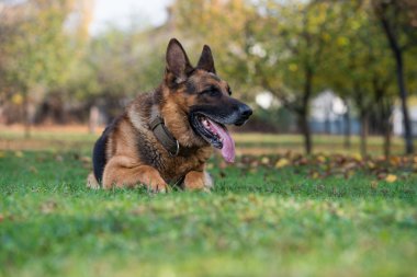Alman çoban köpeği.