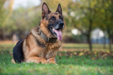 Alman Shepard köpek döşeme