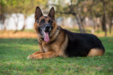 köpek Alman çoban kameraya bakıyor