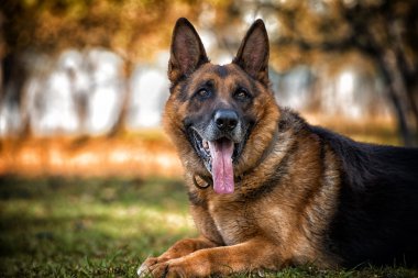 Alman çoban köpeğinin portresi