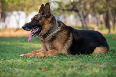 Alman çoban köpeği.