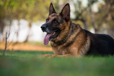 Alman Shepard köpek döşeme