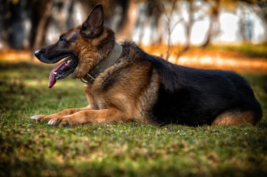 Alman çoban köpek çim döşeme