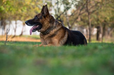 Alman Shepard köpek döşeme