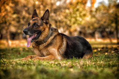 Alman Shepard köpek döşeme