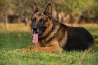 köpek Alman çoban kameraya bakıyor