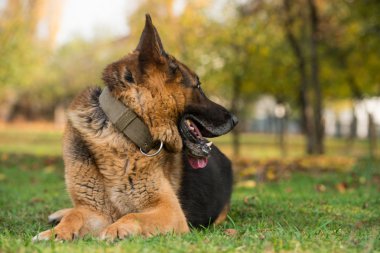Alman çoban köpeği.