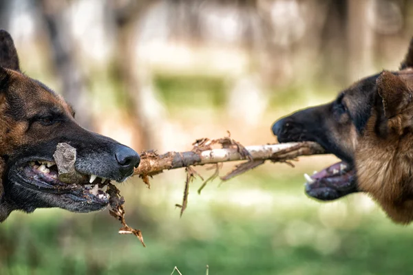 Twee honden vechten over stok — 스톡 사진