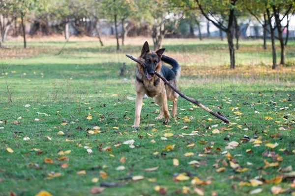 German Shepherd Dog Holding A Stick — Stock Photo, Image