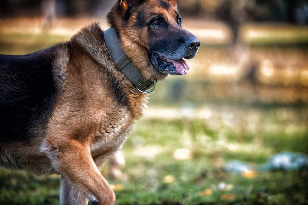 Pastor alemán perro corriendo —  Fotos de Stock