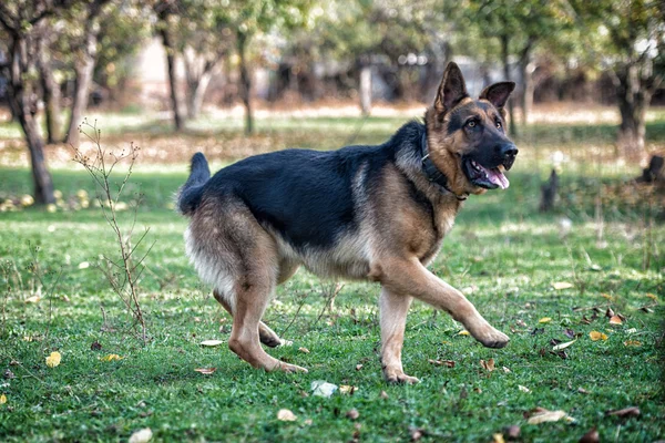 Pastor alemán perro corriendo —  Fotos de Stock