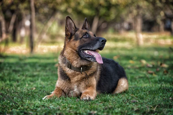 ドイツ シェパード犬を敷設 — ストック写真